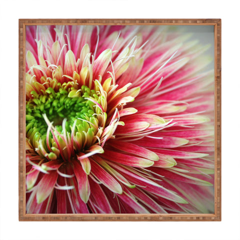 Krista Glavich Gerbera Daisy 2 Square Tray