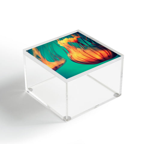 Krista Glavich Jellyfish 12 Acrylic Box