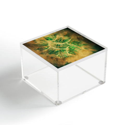 Krista Glavich Salsify Acrylic Box