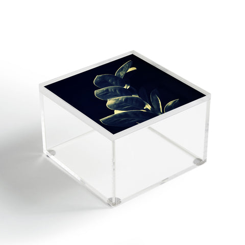 Krista Glavich Zamioculcas Acrylic Box