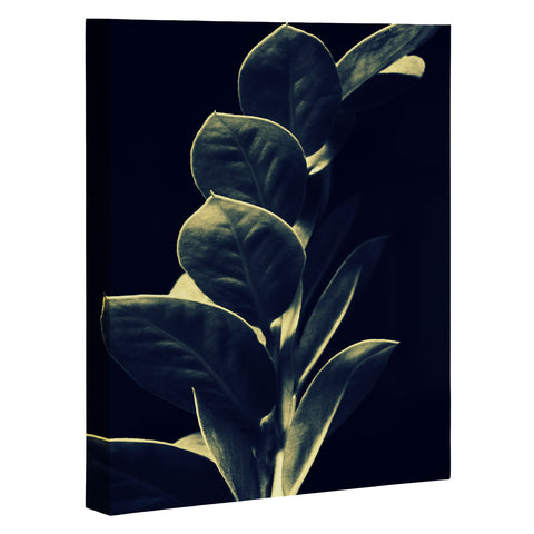 Krista Glavich Zamioculcas Art Canvas