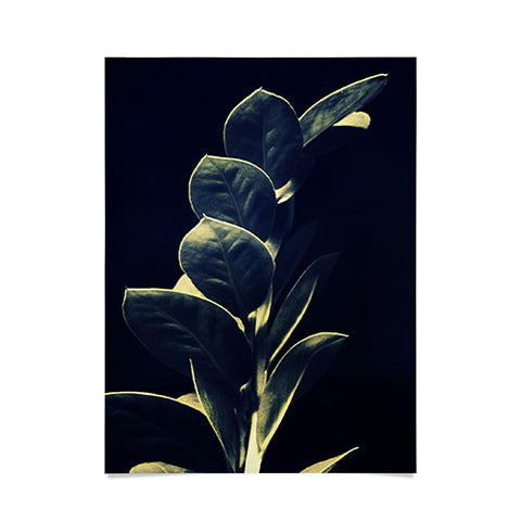 Krista Glavich Zamioculcas Poster