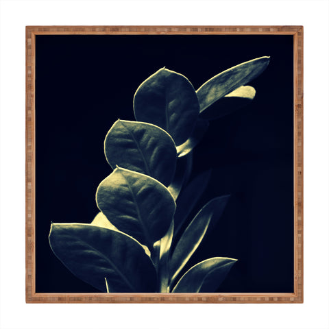 Krista Glavich Zamioculcas Square Tray