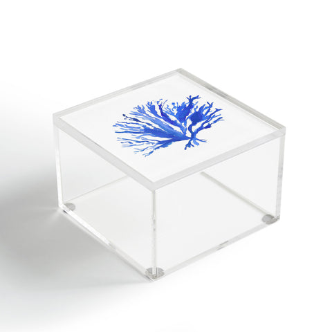Laura Trevey Sea Coral Acrylic Box