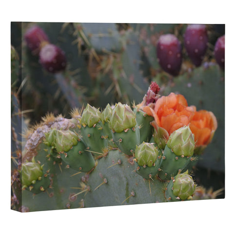 Lisa Argyropoulos Budding Prickly Pear Art Canvas