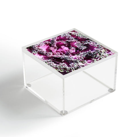 Lisa Argyropoulos Cabbage Acrylic Box