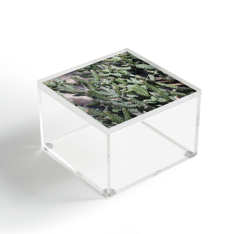 Lisa Argyropoulos Diamond Cholla Acrylic Box