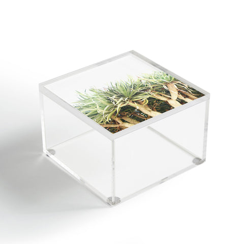 Lisa Argyropoulos Prehistoric Jungle Acrylic Box