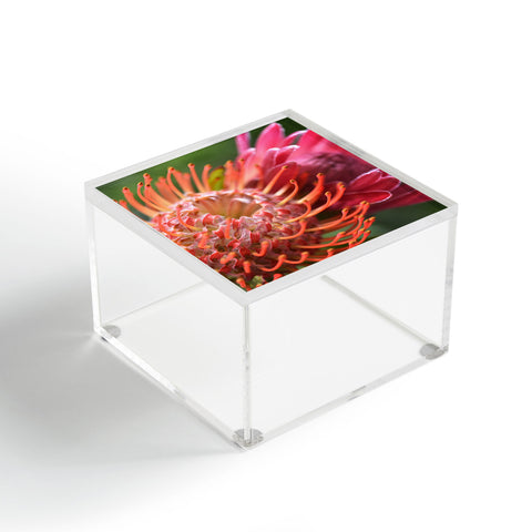 Lisa Argyropoulos Proteas Acrylic Box