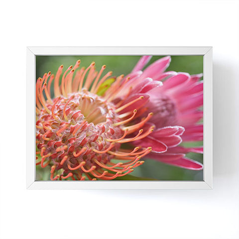 Lisa Argyropoulos Proteas Framed Mini Art Print