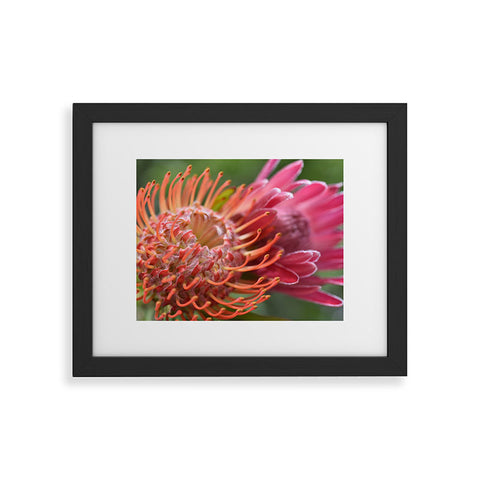 Lisa Argyropoulos Proteas Framed Art Print