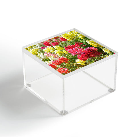 Lisa Argyropoulos Snappies Acrylic Box