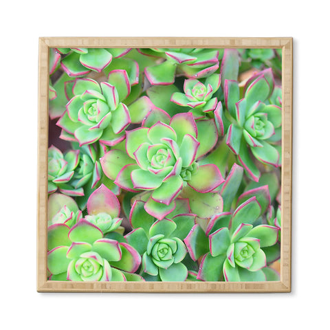 Lisa Argyropoulos Succulents Color Framed Wall Art