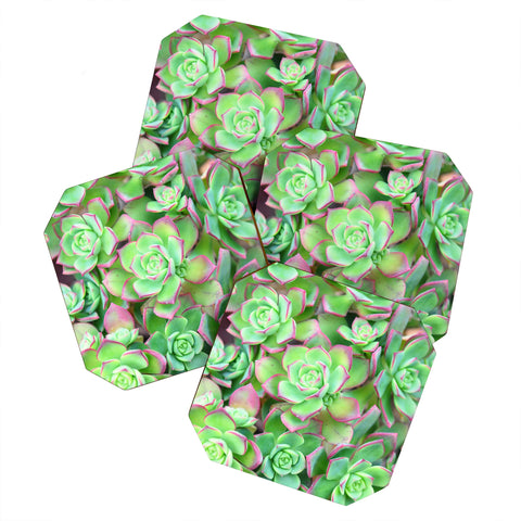 Lisa Argyropoulos Succulents Color Coaster Set