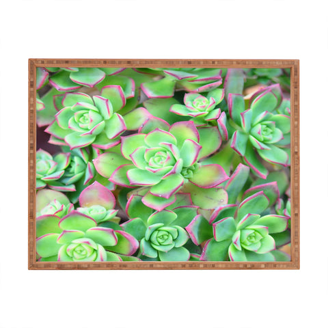 Lisa Argyropoulos Succulents Color Rectangular Tray