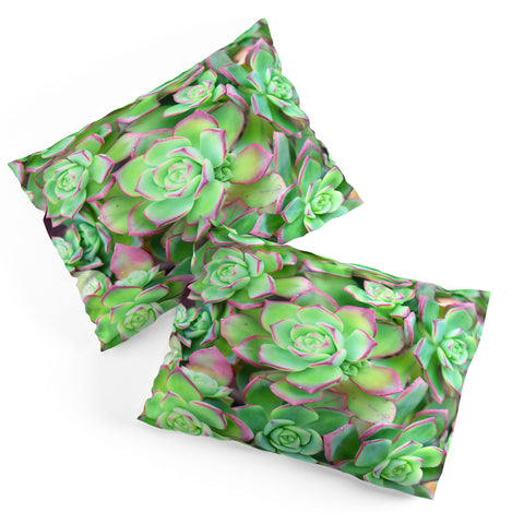 Lisa Argyropoulos Succulents Color Pillow Shams