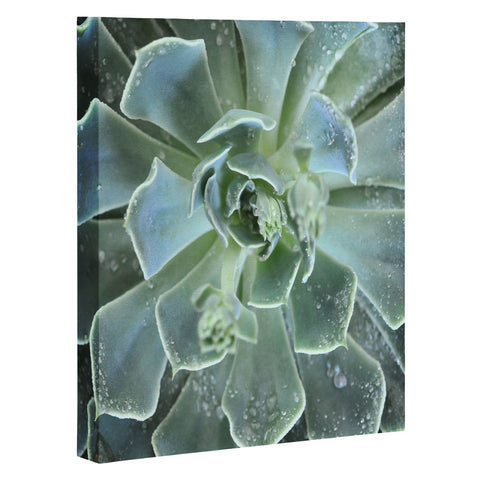 Lisa Argyropoulos Succulents II Art Canvas