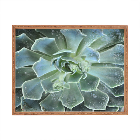 Lisa Argyropoulos Succulents II Rectangular Tray