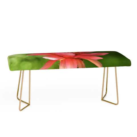 Lisa Argyropoulos Torch Bench