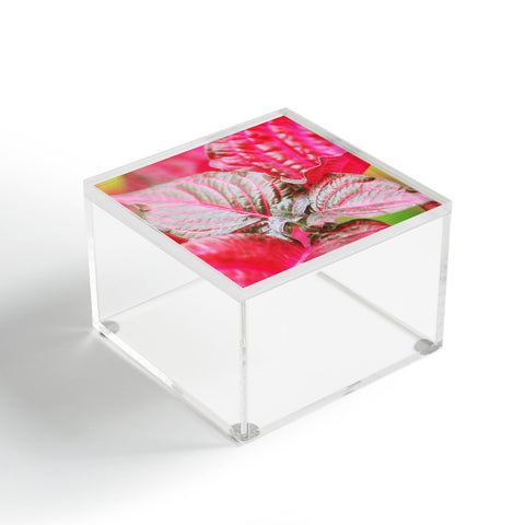 Lisa Argyropoulos Vibrant Acrylic Box