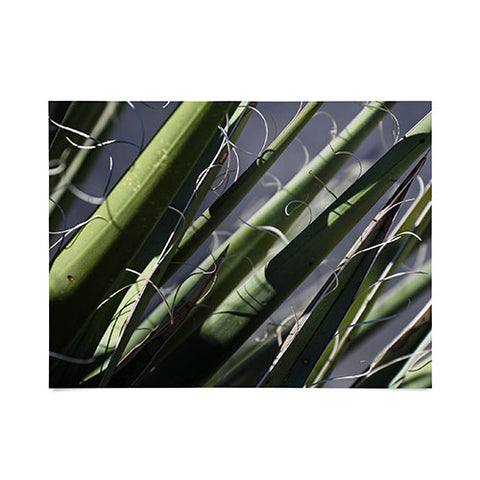 Lisa Argyropoulos Wiry Yucca Poster