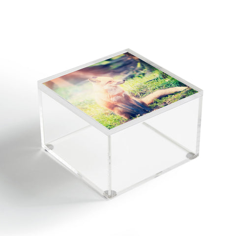 Maybe Sparrow Photography Sunny Fox Acrylic Box
