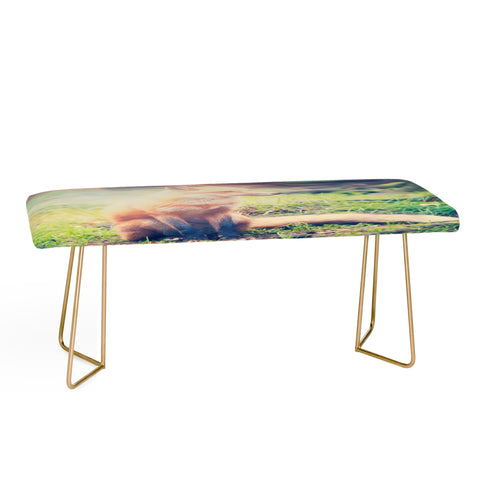 Maybe Sparrow Photography Sunny Fox Bench