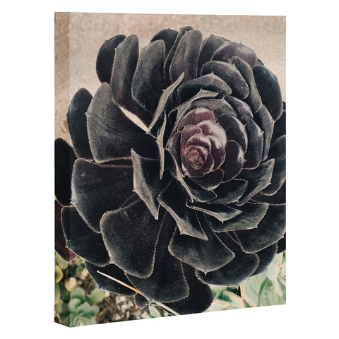 Maybe Sparrow Photography The Succulent Art Canvas