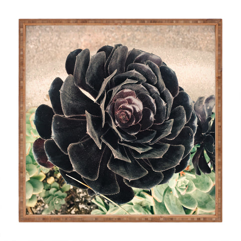 Maybe Sparrow Photography The Succulent Square Tray