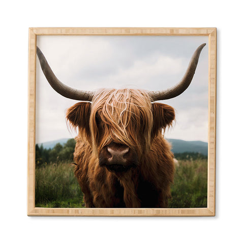 Michael Schauer Scottish Highland Cattle Framed Wall Art