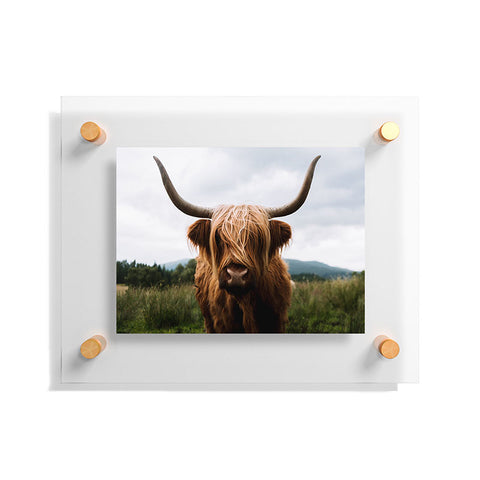 Michael Schauer Scottish Highland Cattle Floating Acrylic Print