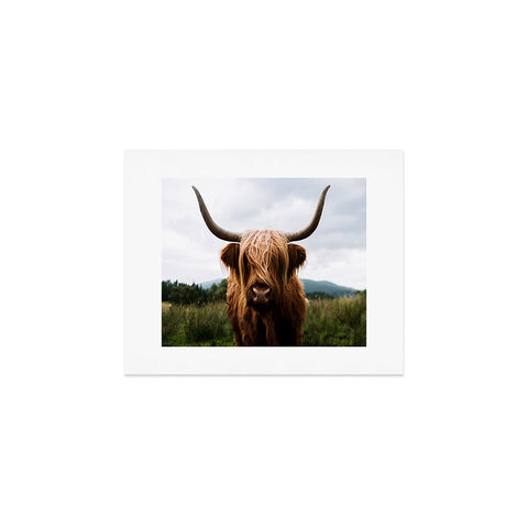 Michael Schauer Scottish Highland Cattle Art Print