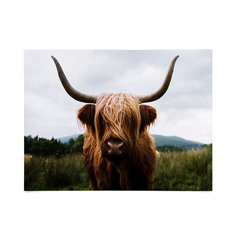 Michael Schauer Scottish Highland Cattle Poster