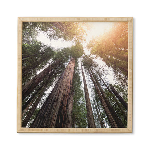 Nature Magick Redwood Forest Sky Framed Wall Art