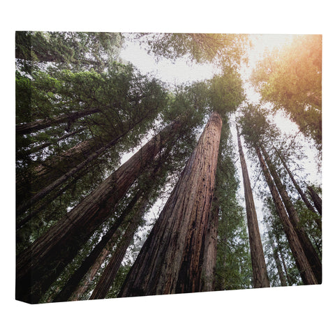 Nature Magick Redwood Forest Sky Art Canvas