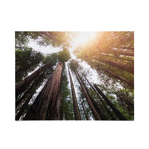 Nature Magick Redwood Forest Sky Poster