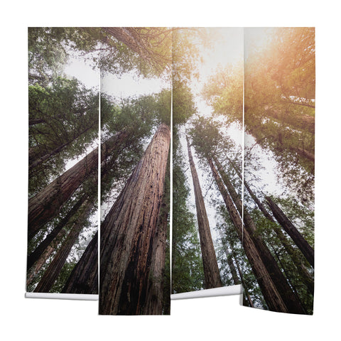 Nature Magick Redwood Forest Sky Wall Mural