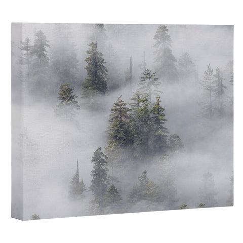 Nature Magick Redwood National Park Mist Art Canvas