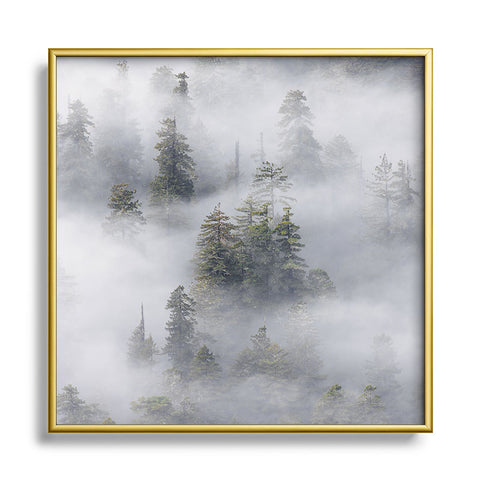 Nature Magick Redwood National Park Mist Metal Square Framed Art Print