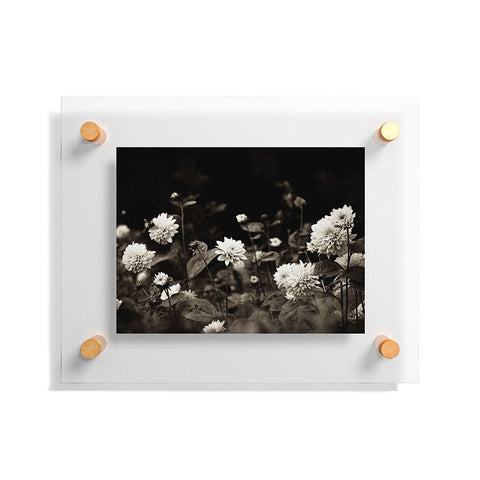 Olivia St Claire Black Dahlia Floating Acrylic Print