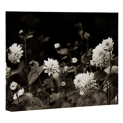 Olivia St Claire Black Dahlia Art Canvas