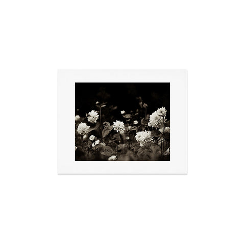 Olivia St Claire Black Dahlia Art Print