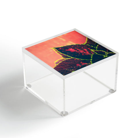 Olivia St Claire Coleus on Red Table Acrylic Box