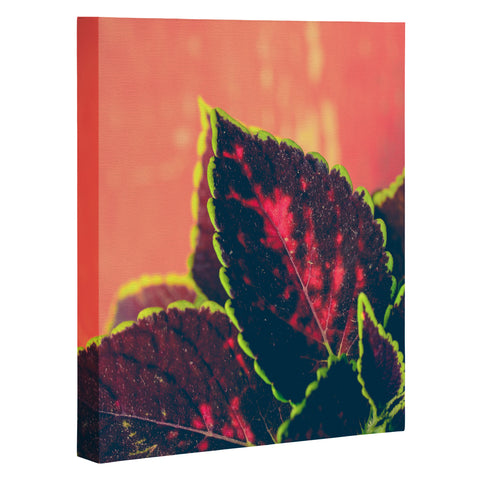 Olivia St Claire Coleus on Red Table Art Canvas