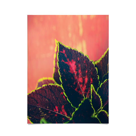Olivia St Claire Coleus on Red Table Poster