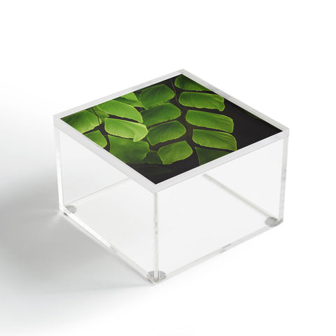Olivia St Claire Maidenhair Fern 2 Acrylic Box