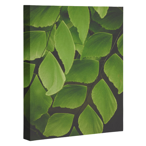 Olivia St Claire Maidenhair Fern 2 Art Canvas