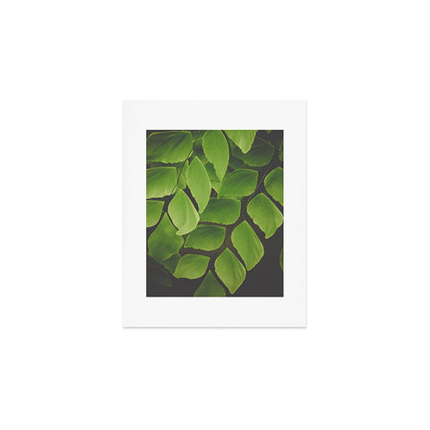 Olivia St Claire Maidenhair Fern 2 Art Print