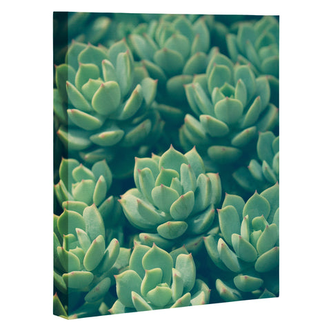 Olivia St Claire Succulents Art Canvas