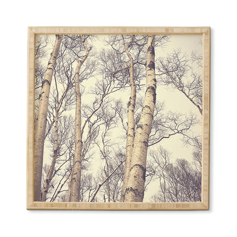 Olivia St Claire Winter Birch Trees Framed Wall Art